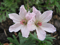 erodium winterhart.webp