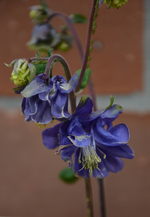 DSC_0733.webp