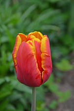DSC_0745.webp