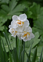 DSC_0751.webp