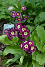 DSC_0742.webp