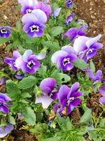 image.webp