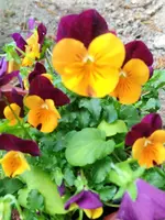 image.webp