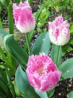 image.webp