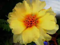Prtlkrschn (5).webp