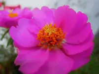 Prtlkrschn (1).webp