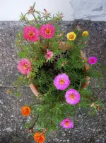 Prtlkrschn (2).webp