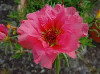 Prtlkrschn (3).webp