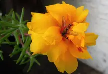 Prtlkrschn (4).webp