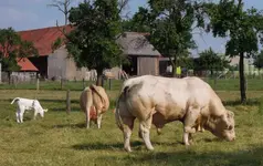 Tiere (9).webp