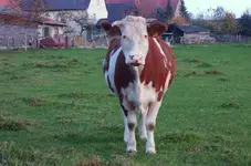 tiere (7).webp