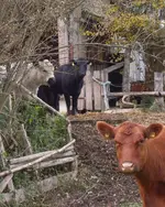 Tiere (8).webp