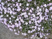 16.4.2014 014.webp