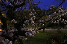 pear_flowers_dusk_1_p.webp