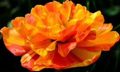 DSC_0008.webp