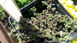 perückenthymian.webp