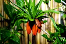 _Kaiserkrone.webp