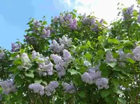 P1040113.webp