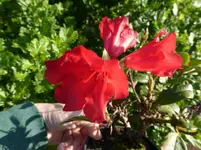 P1030911.webp