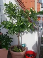 IMGP0225.webp