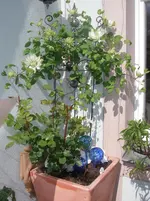 IMGP0224.webp