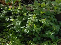 pflanzenfrage_2.webp pflanzenfrage_2.webp