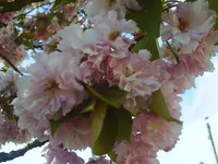 PICT0042.webp