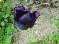 PICT0053.webp