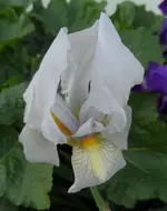 Irisweiß.webp