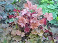 DSCN7053.webp