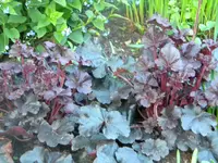 DSCN7054.webp