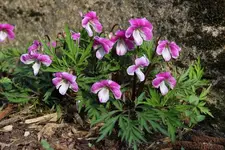 Viola chaerophylloides _Rosea_.webp