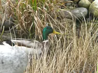 DSCN6821.webp