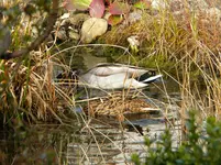 DSCN6844.webp