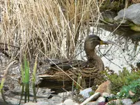 DSCN6851.webp