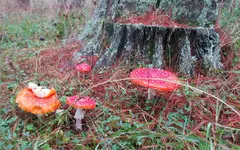 Fliegenpilze v.webp