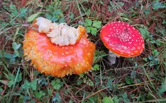 Fliegenpilze v (1).webp