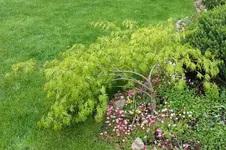 acer.webp