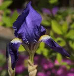 Iris gross 140418.webp