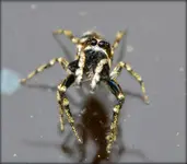 spinnespring.webp