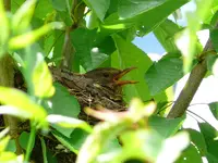 Amsel.webp