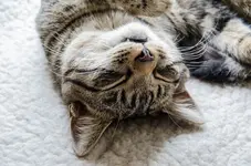 kater.webp
