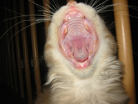Fotocontest Cäsario.webp