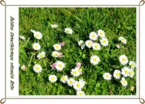 Gänseblümchen.webp