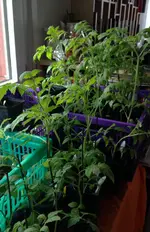Tomaten.webp