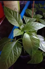 Paprika2.webp