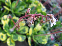 Blume.webp