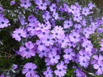 P1120156.webp