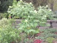 SAM_3565.webp