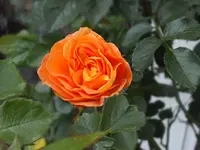 DSCF6264.webp